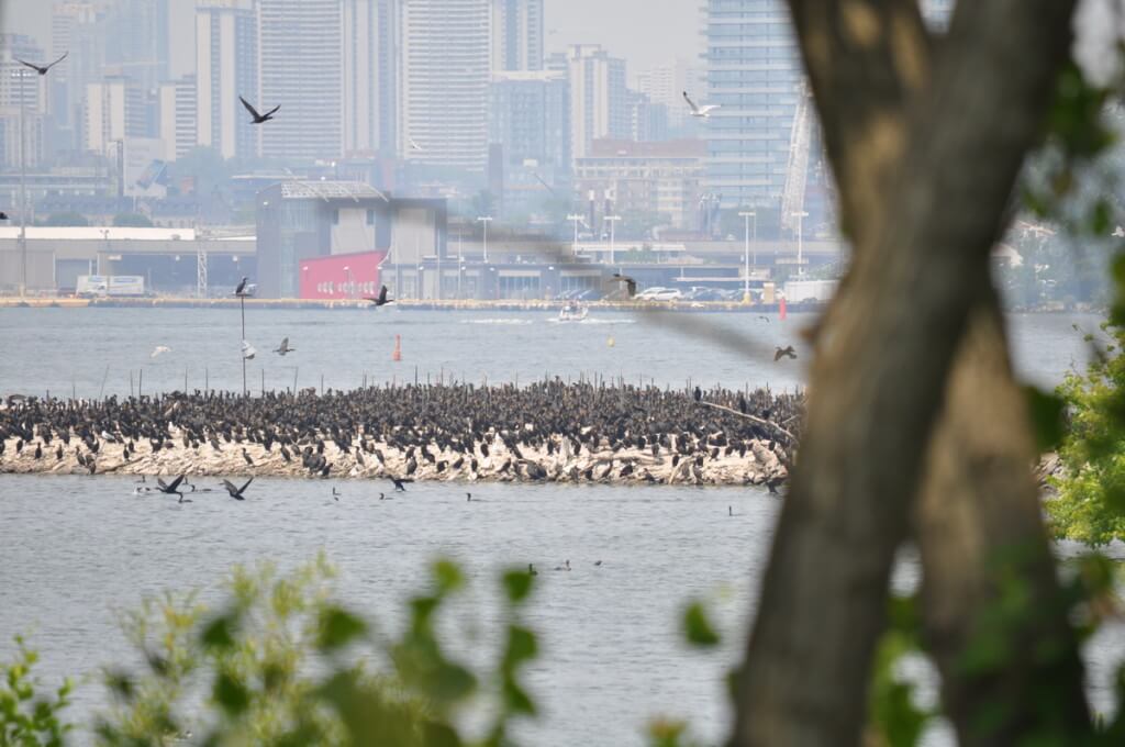 double-crested cormorant on shoreline at tommy thompson park, toronto