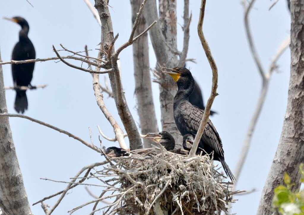 double-crested cormorant with three chicks, tommy thompson park, toronto