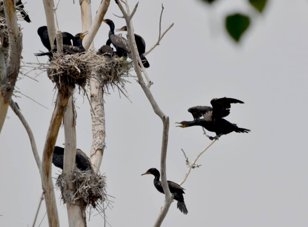 double-crested cormorants dance in trees at tommy thompson park, toronto
