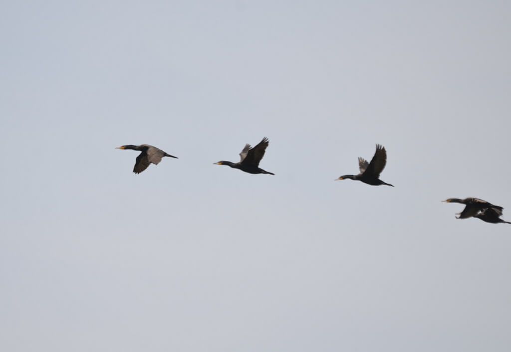 double-crested cormorants in flight above tommy thompson park, toronto