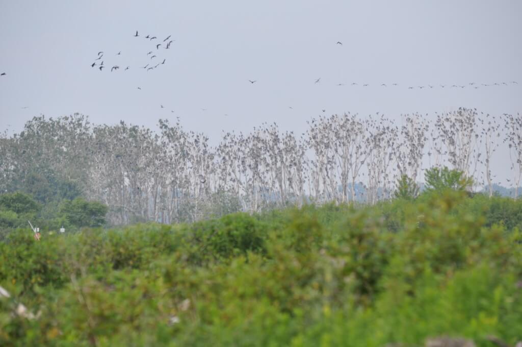 double-crested cormorants in trees at tommy thompson park, toronto