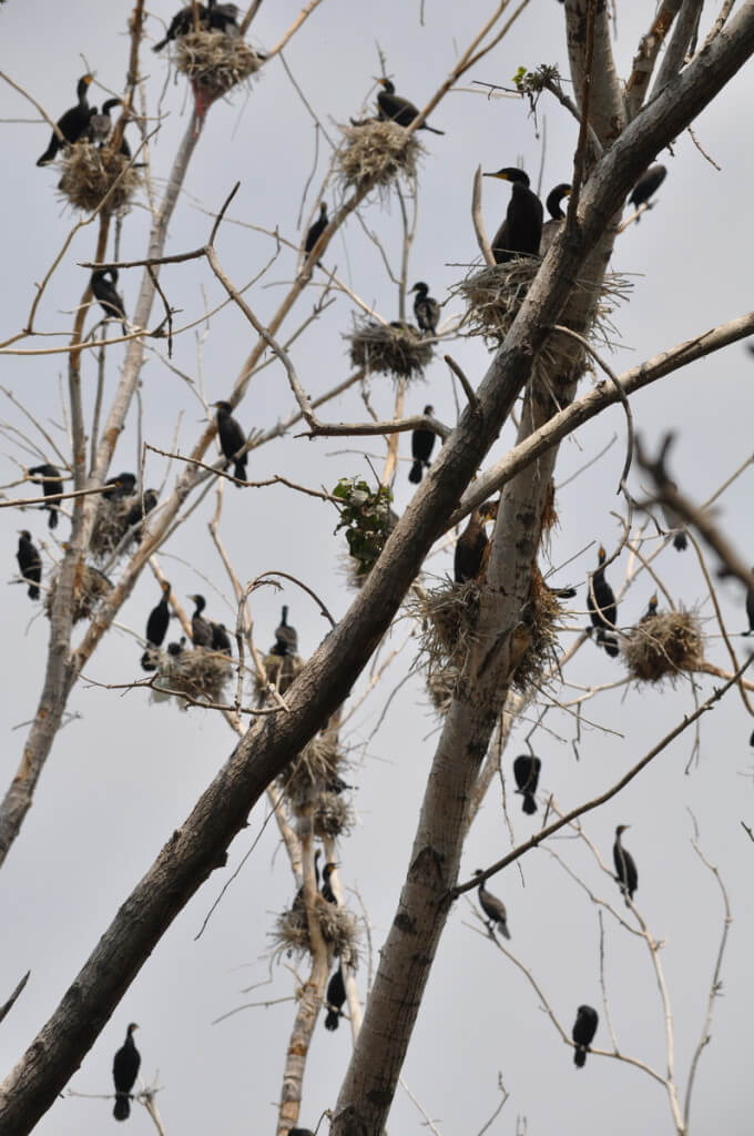 double-crested cormorants in various nest at tommy thompson park, toronto