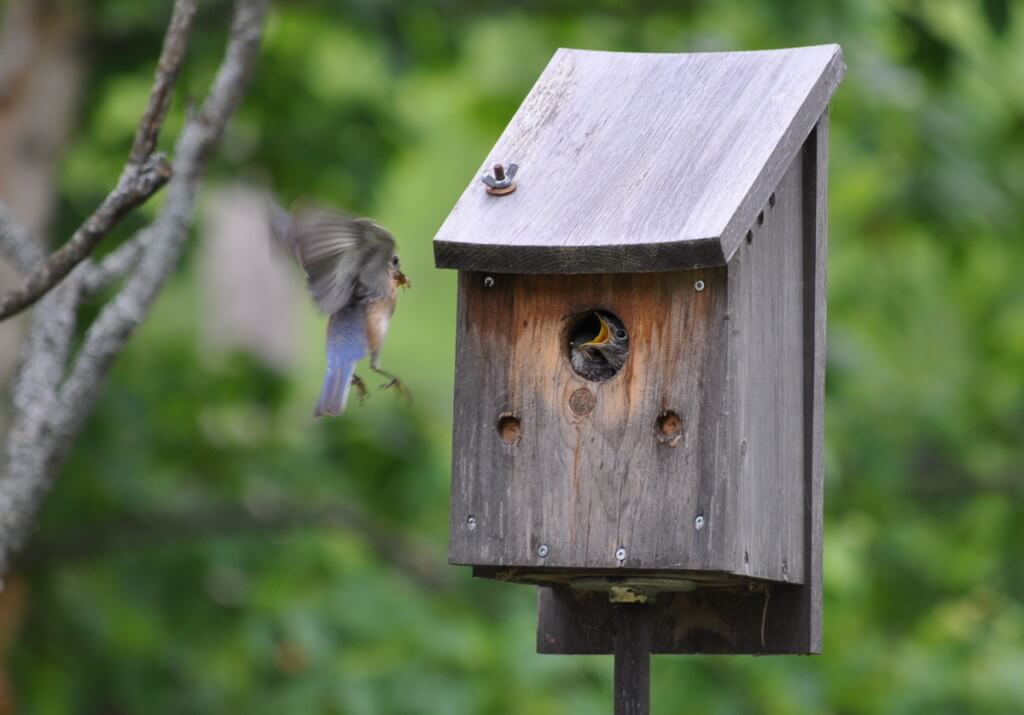 eastern bluebird arrives with bugs for fledglings, oxtongue lake, ontario