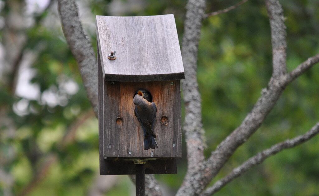 eastern bluebird feeds a fledgling, oxtongue lake, ontario 