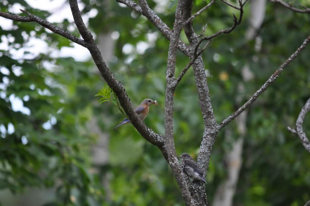eastern bluebird female holding a bug, oxtongue lake, ontario