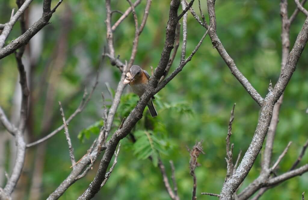 eastern bluebird female holding a moth at oxtongue lake, ontario