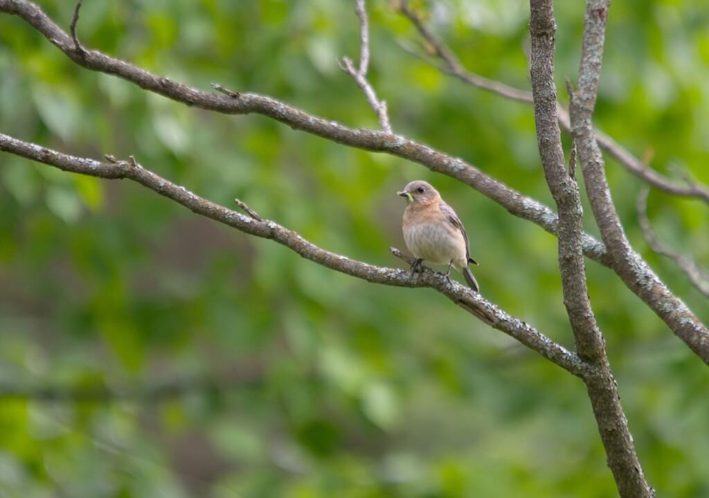 eastern bluebird female holding a worm, oxtongue lake, ontario
