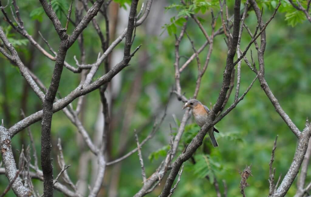 eastern bluebird female holding bugs at oxtongue lake, ontario