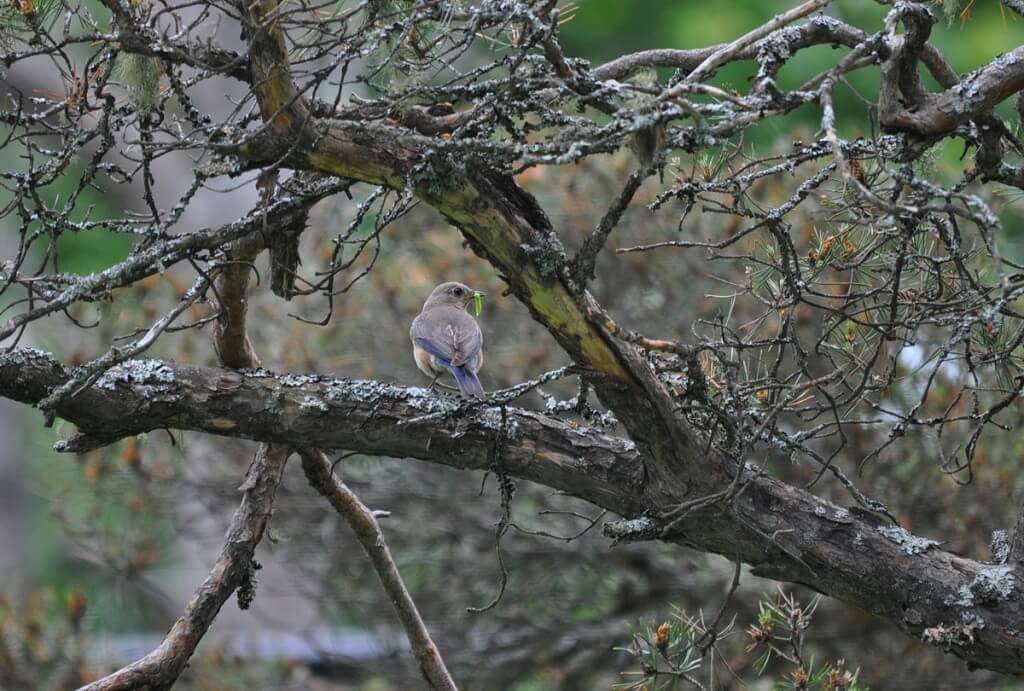 eastern bluebird female, oxtongue lake, ontario