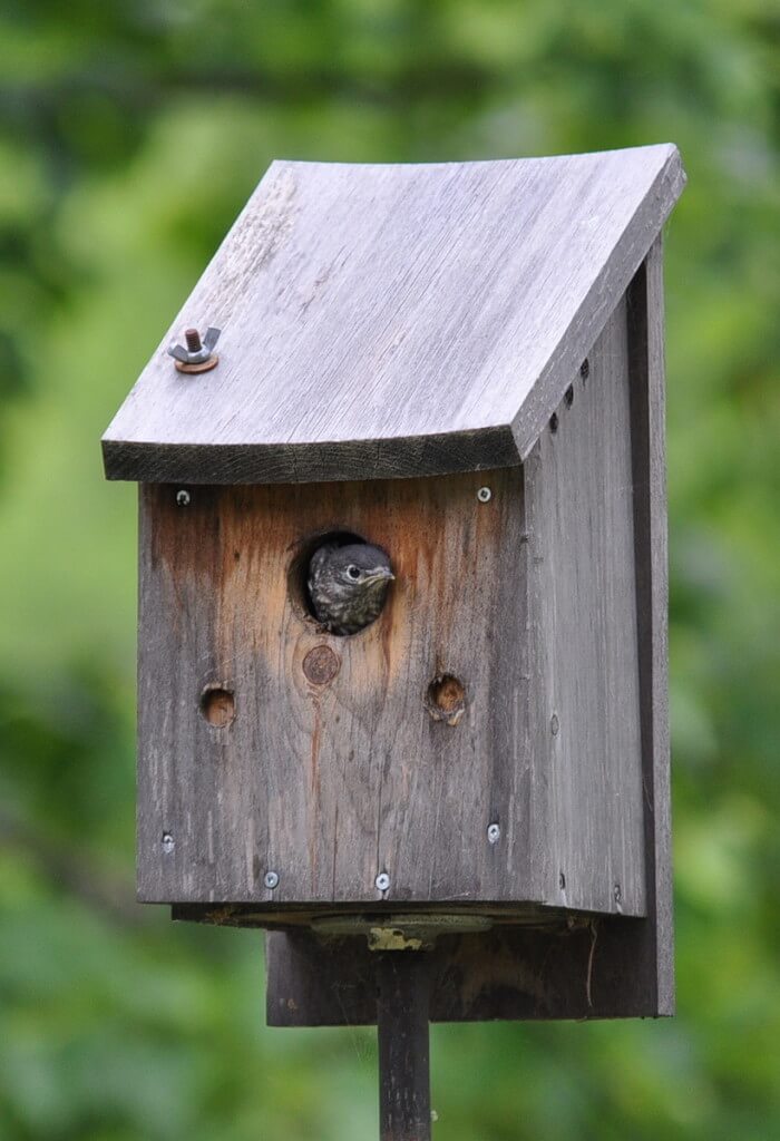 eastern bluebird fledgling in nest, oxtongue lake, ontario