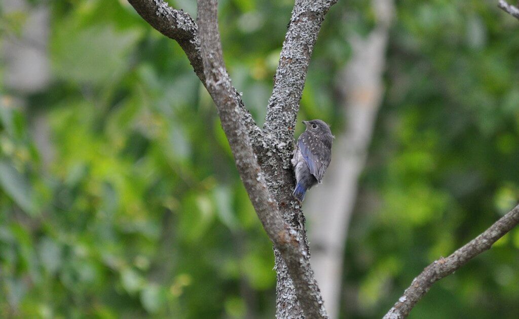 eastern bluebird fledgling on side of tree, oxtongue lake, ontario