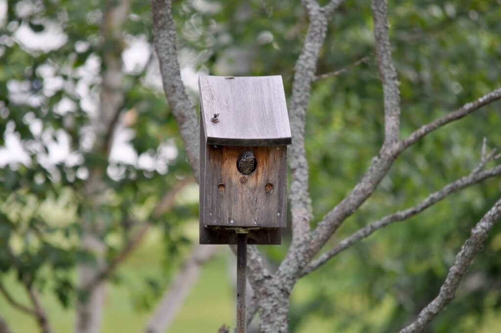 eastern bluebird fledgling, oxtongue lake, ontario 