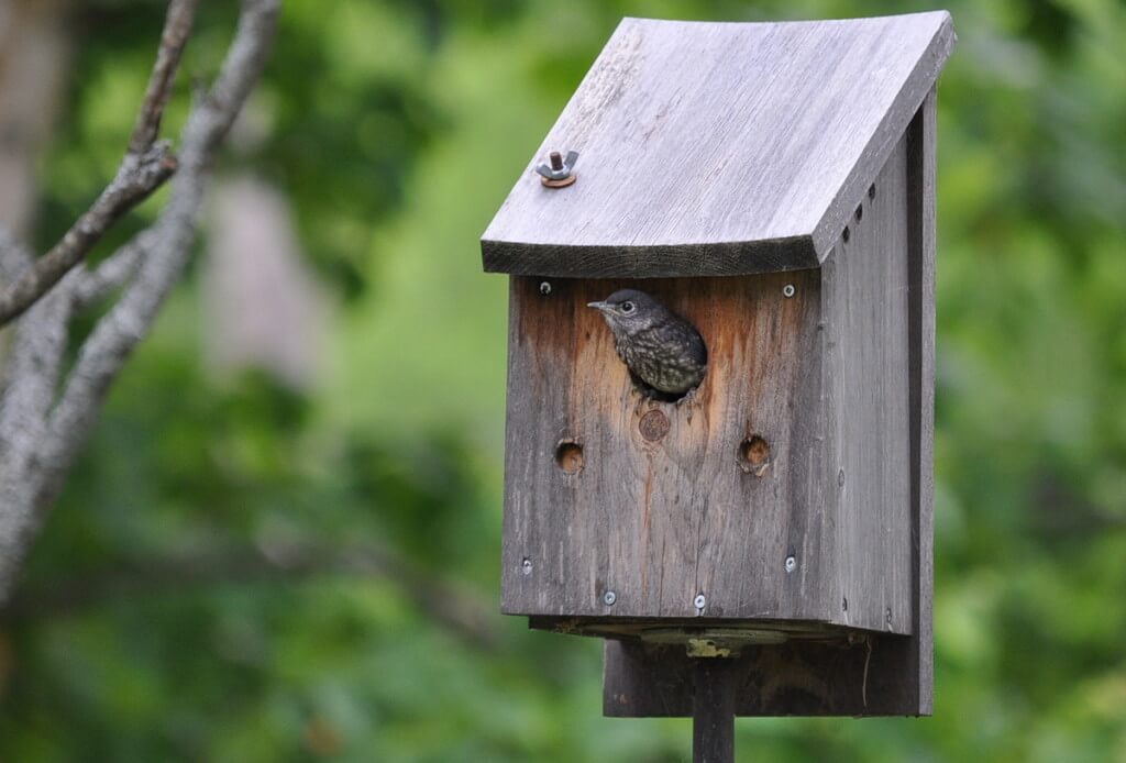 eastern bluebird fledgling prepares to exit nest, oxtongue lake, ontario