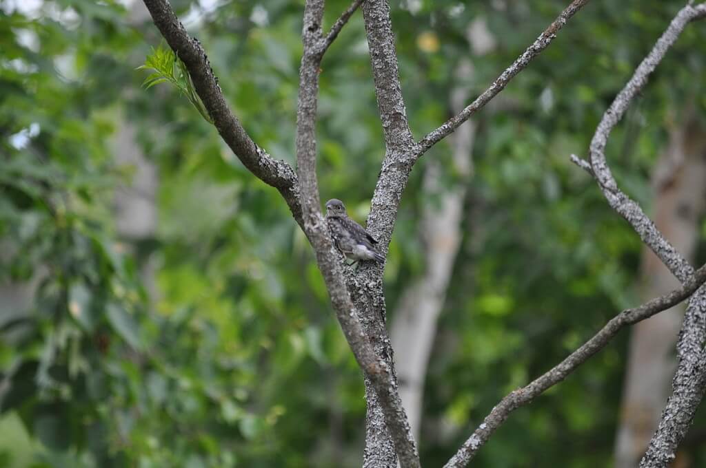 eastern bluebird fledgling sits in tree, oxtongue lake, ontario