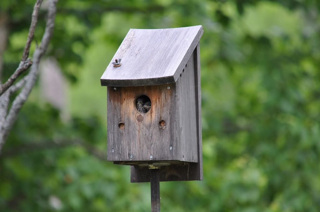 eastern bluebird fledglings in nest, oxtongue lake, ontario