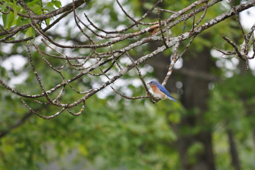 eastern bluebird male, in tree at oxtongue lake, ontario