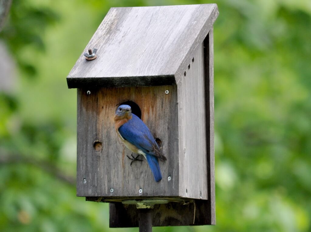 eastern bluebird male, looks to camera, oxtongue lake, ontario