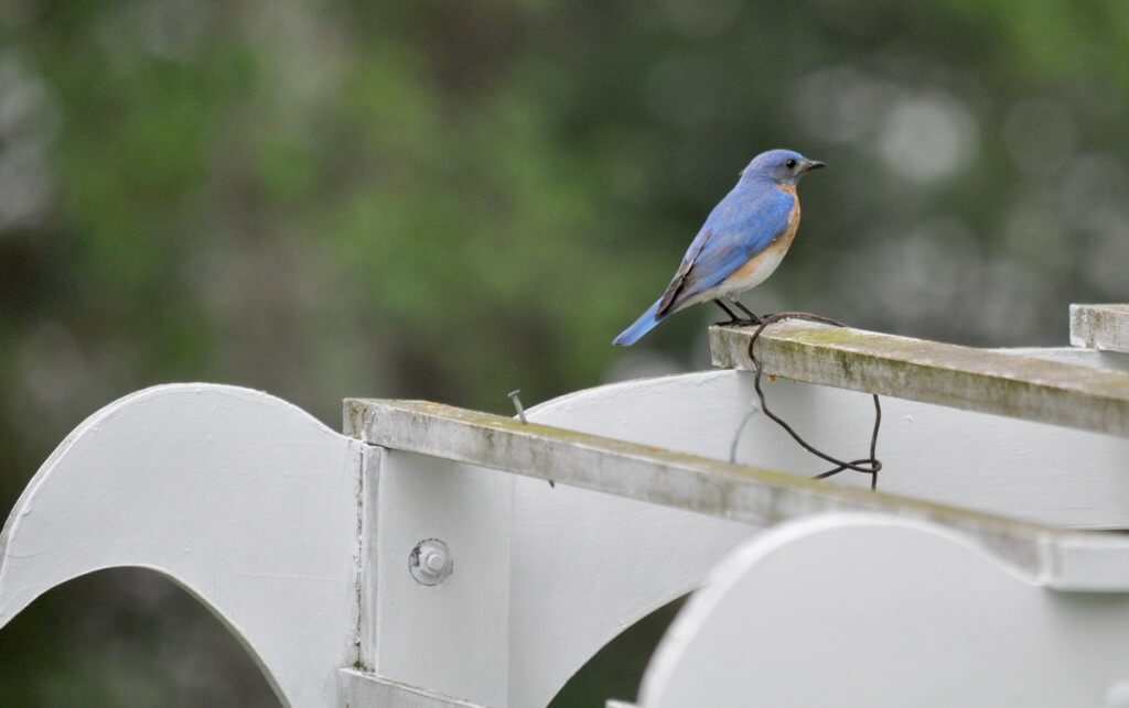 eastern bluebird male, on arbour at oxtongue lake, ontario