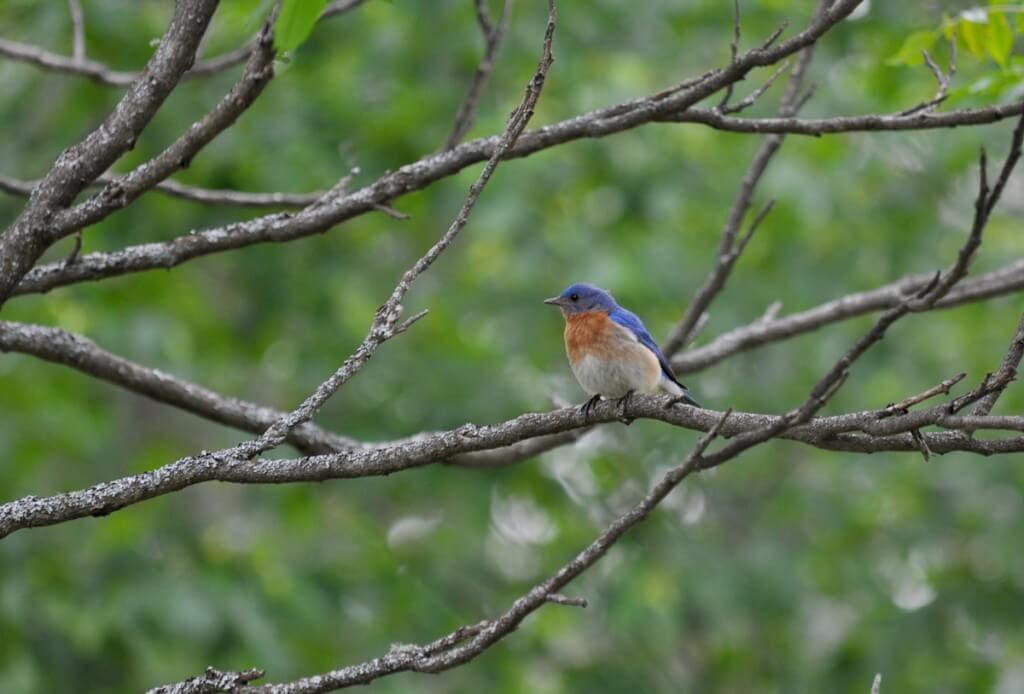 eastern bluebird male, oxtongue lake, ontario