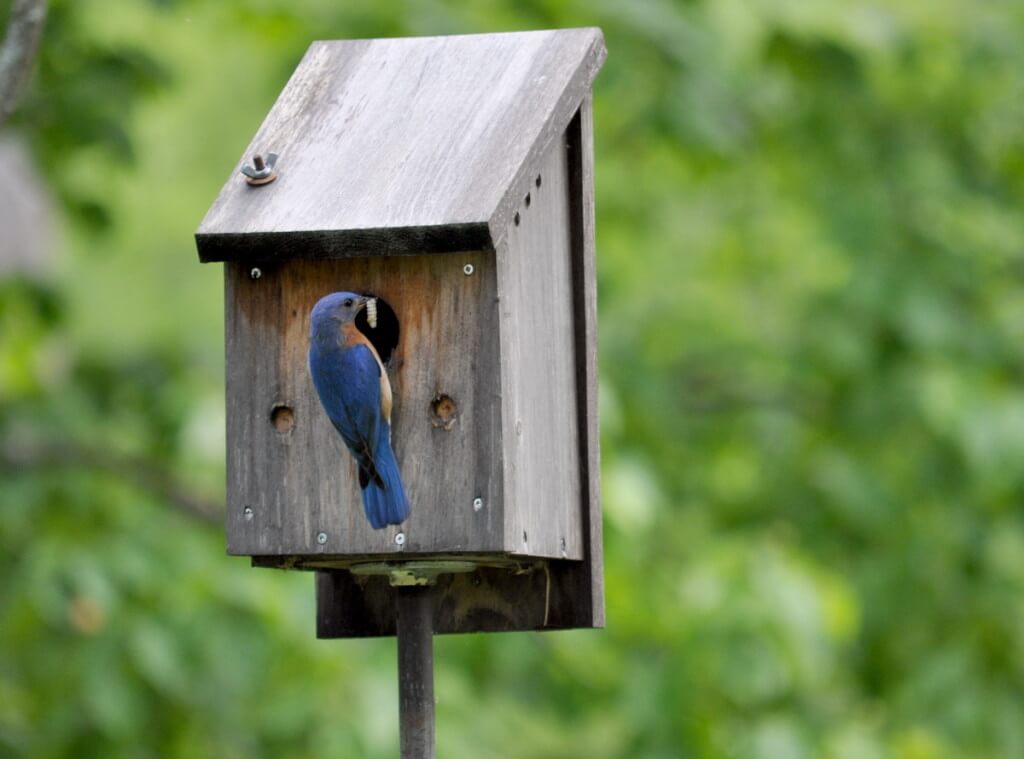 eastern bluebird with caterpillar, oxtongue lake, ontario