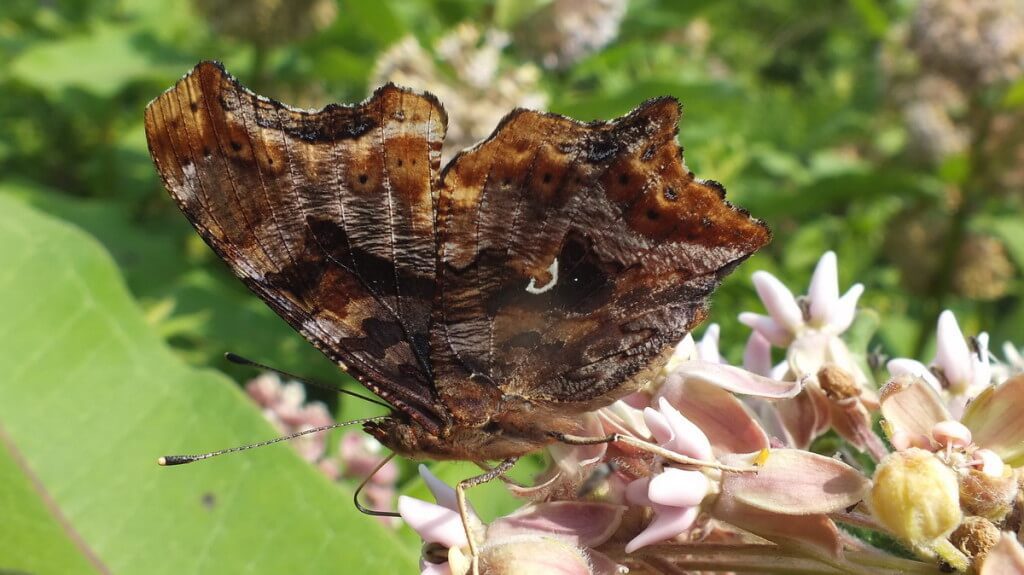 eastern comma butterfly closeup of comma, tommy thompson park, toronto