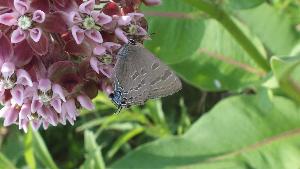 hickory hairstreak butterfly on milkweed flower, tommy thompson park, toronto