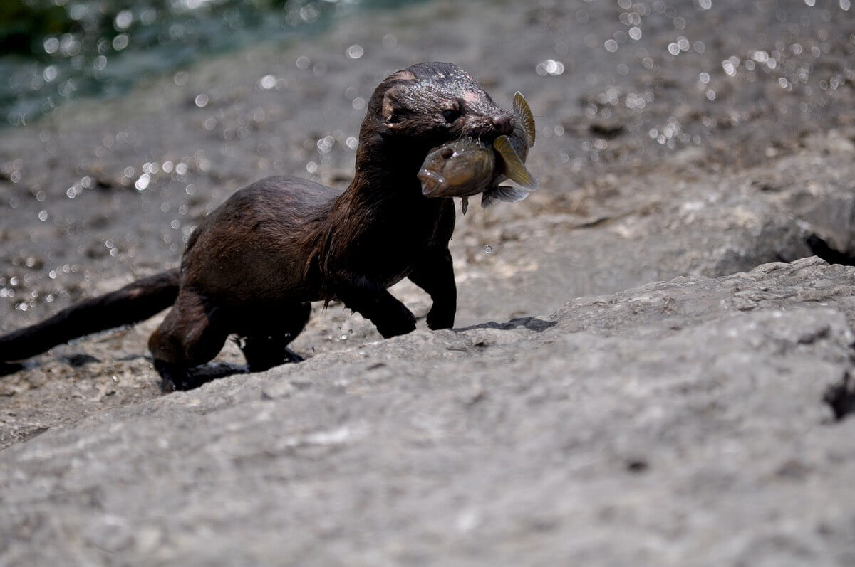 mink, lake ontario, rouge national park, toronto, 10