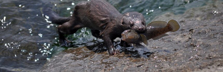 photograph of a mink with a fish in its mouth along the Lake Ontario shoreline, Ontario