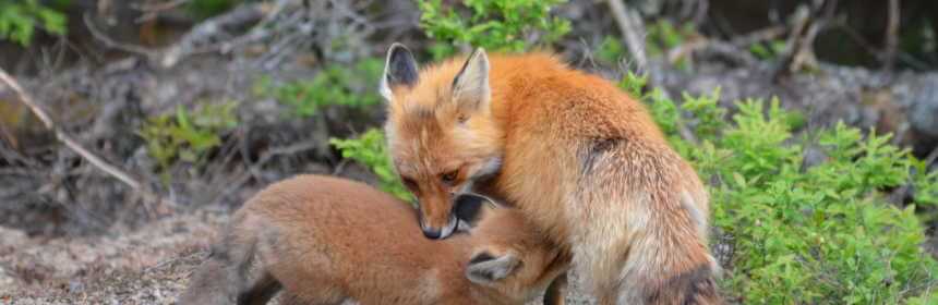 photograph of a red fox mom feeding its kit in Algonquin Provincial Park, in Ontario