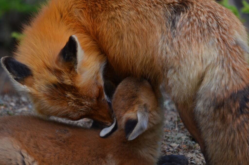 red fox, vixen and kit, algonquin park, ontario
