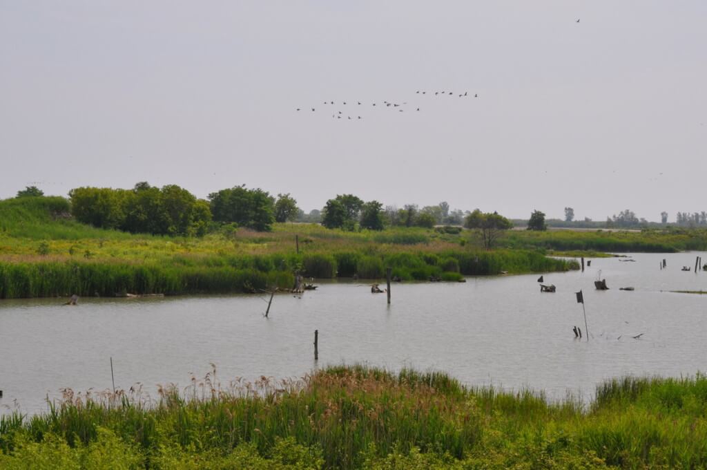 Wetlands at Tommy Thompson Park in Toronto, Ontario, Canada