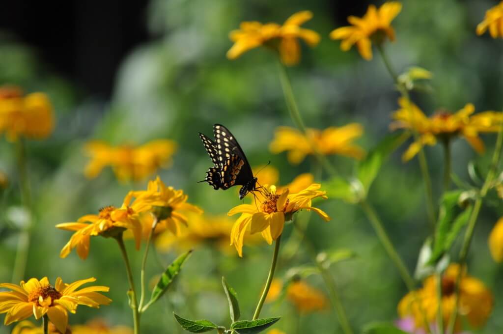 A Black Swallowtail Butterfly sitting on a flower in Toronto, Ontario