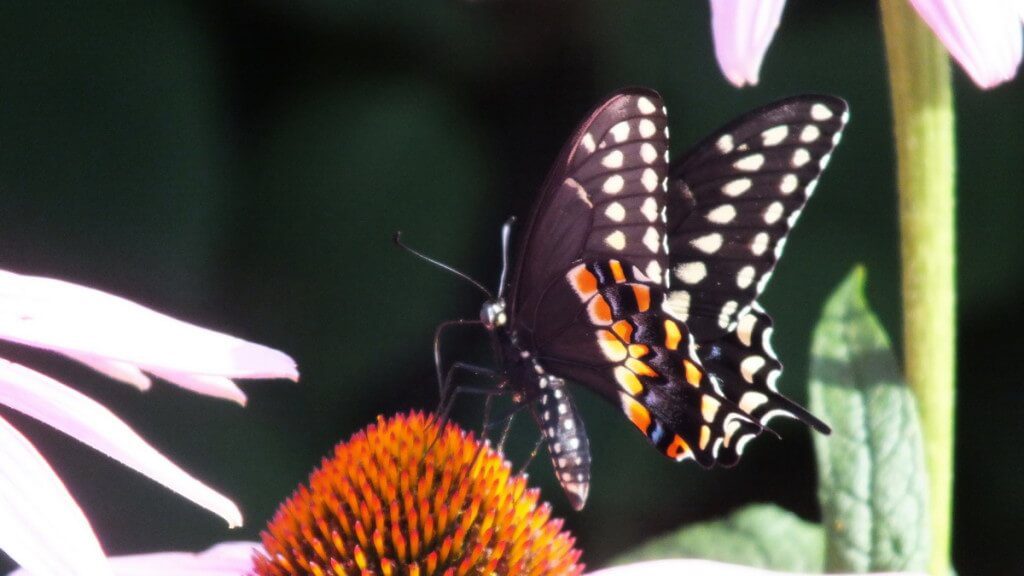 Close up of a Black Swallowtail Butterfly on a flower in Toronto, Ontario