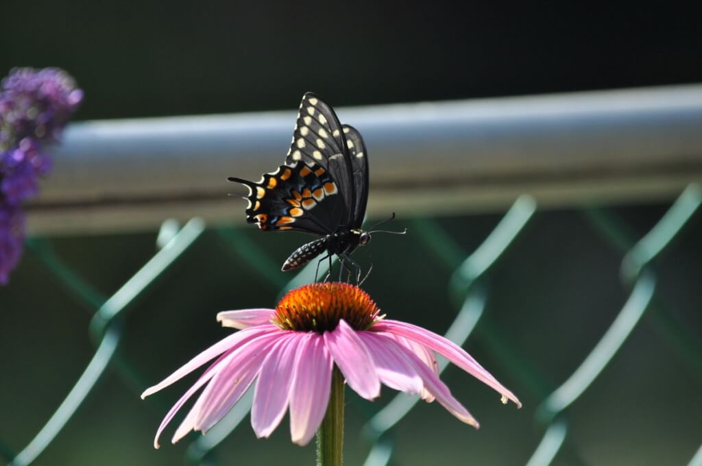 A Black Swallowtail Butterfly sitting on a coneflower in Toronto, Ontario