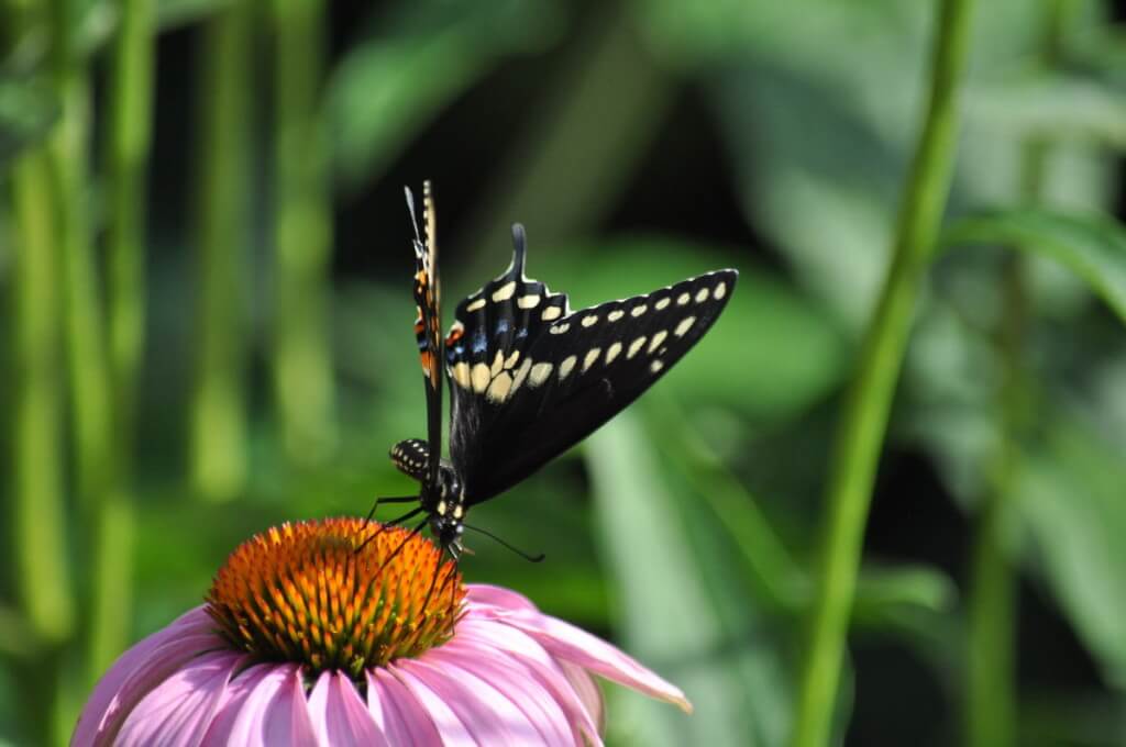 Black Swallowtail Butterfly on a coneflower in a Toronto garden, Ontario