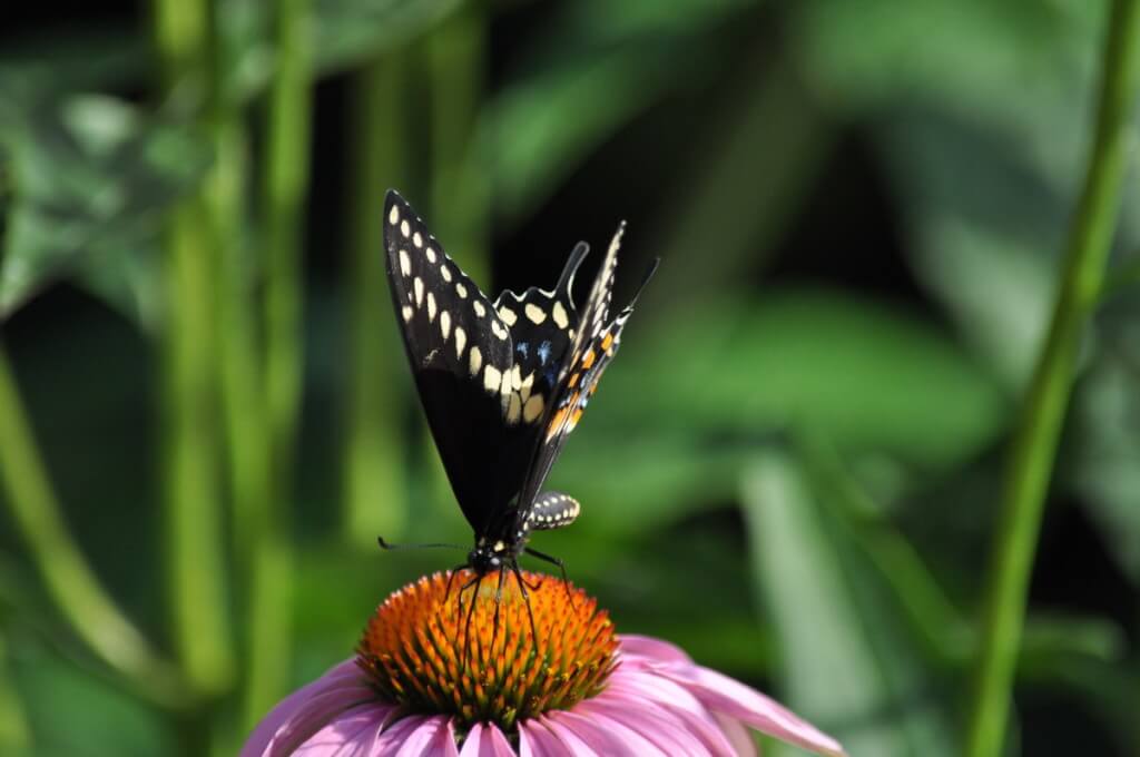 Close up of a Black Swallowtail Butterfly on a flowerhead in Toronto, Ontario
