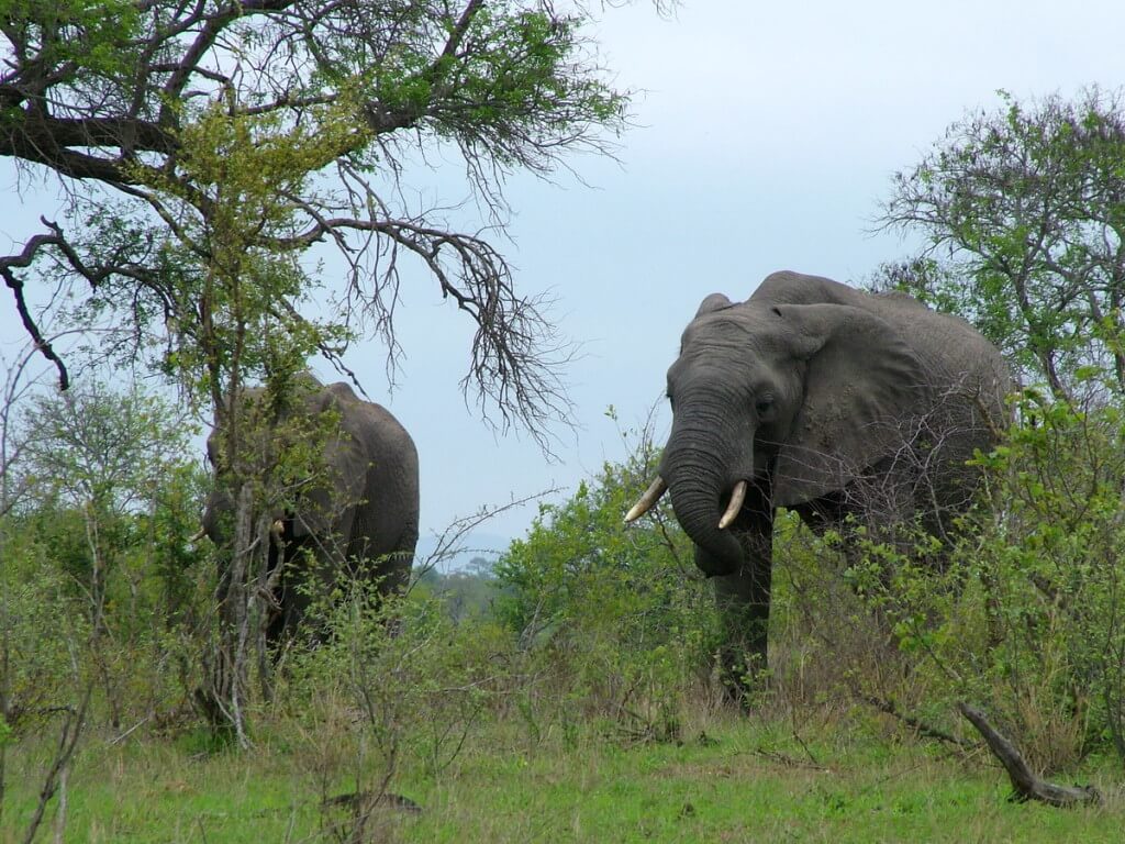 african elephants, kruger national park, south africa