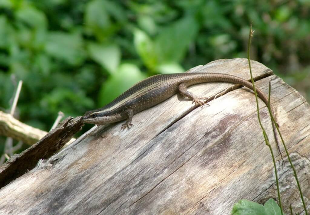 African Striped Skink near Sabie, South Africa