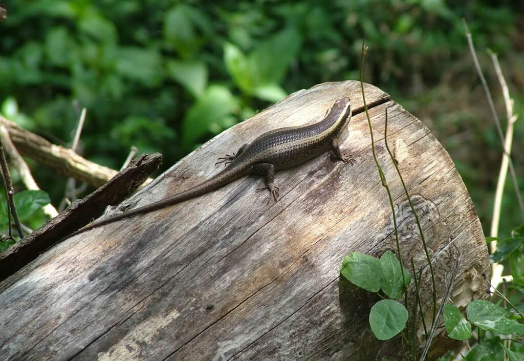 African Striped Skink near Sabie, South Africa