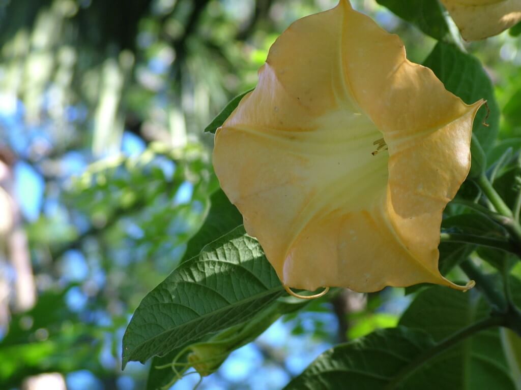 African Iris flower at Valley View Lodge in Sabie, South Africa