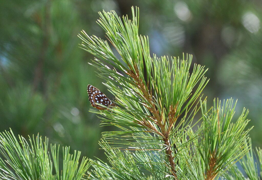 Atlantis fritillary butterfly sitting on a pine tree in Algonquin Park, Ontario, Canada