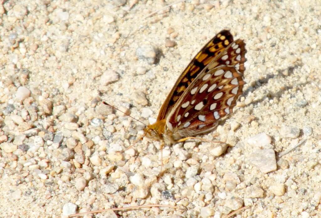 Atlantis fritillary butterfly sitting on the ground in Algonquin Park, Ontario, Canada