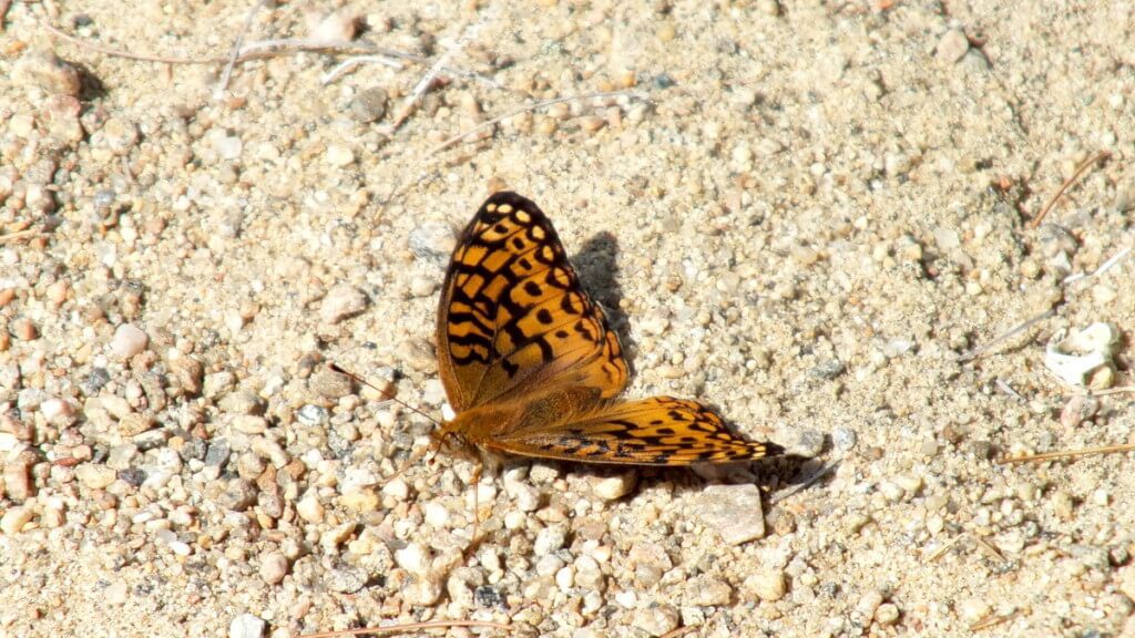 Atlantis fritillary butterfly sitting on the ground in Algonquin Park, Ontario, Canada