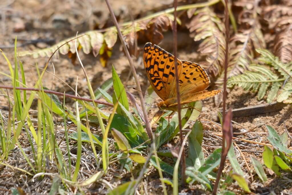 Atlantis fritillary butterfly sitting on a plant in Algonquin Park, Ontario, Canada