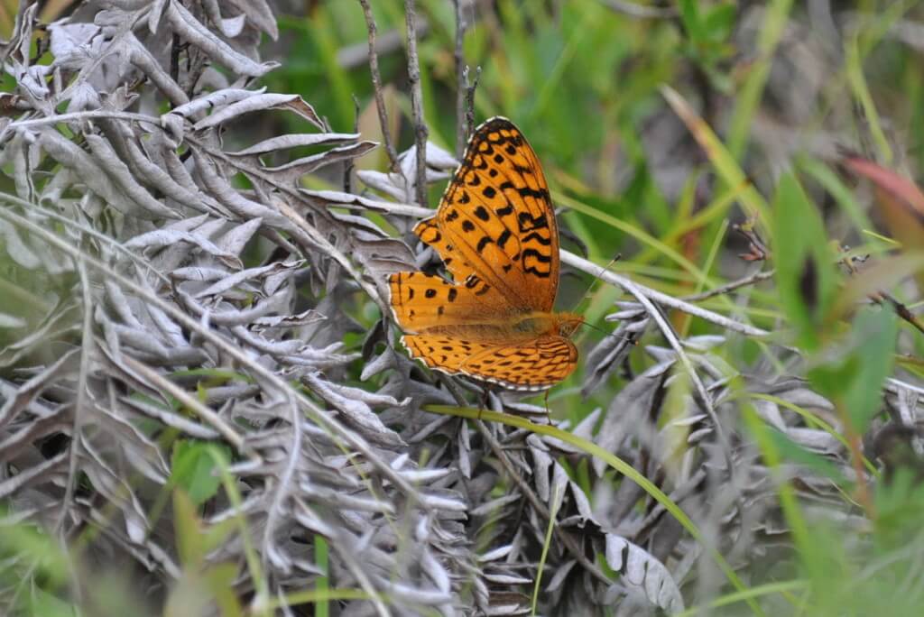 Atlantis fritillary butterfly sitting on a plant in Algonquin Park, Ontario, Canada