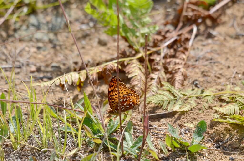 Atlantis fritillary butterfly on a plant at Algonquin Park, Ontario, Canada