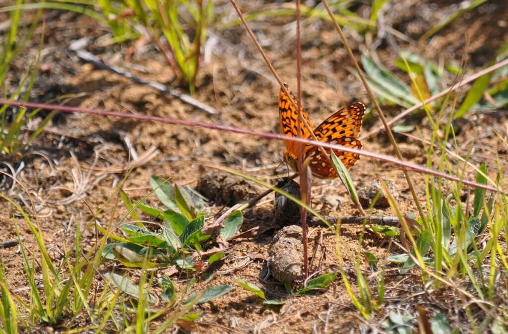 Atlantis fritillary butterfly on a plant at Algonquin Park, Ontario, Canada