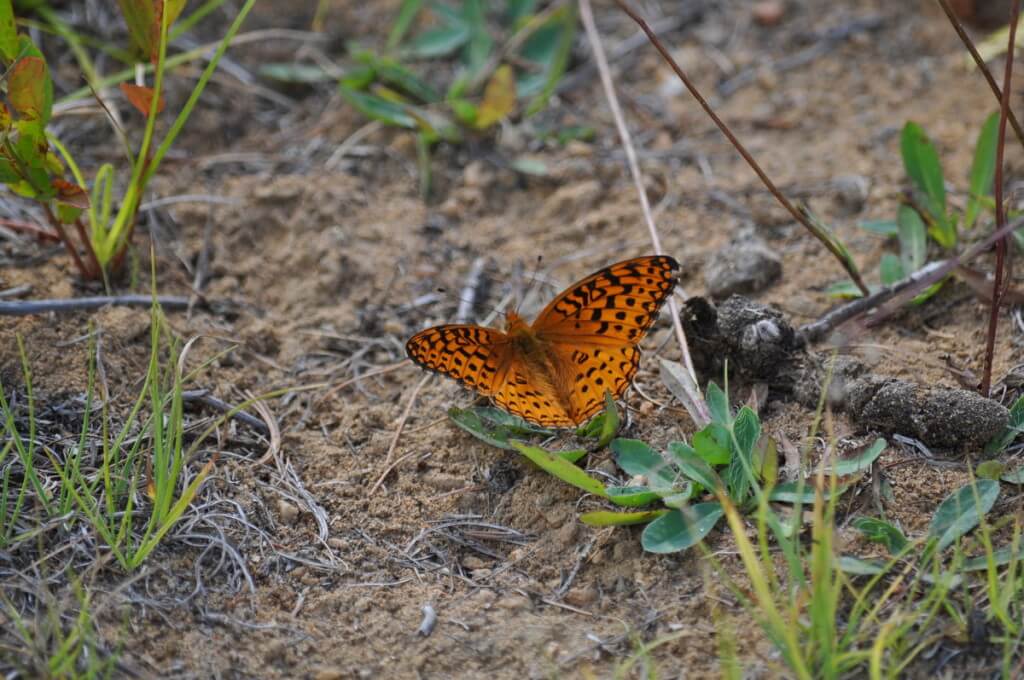 Atlantis fritillary butterfly sitting on the ground in Algonquin Park, Ontario, Canada