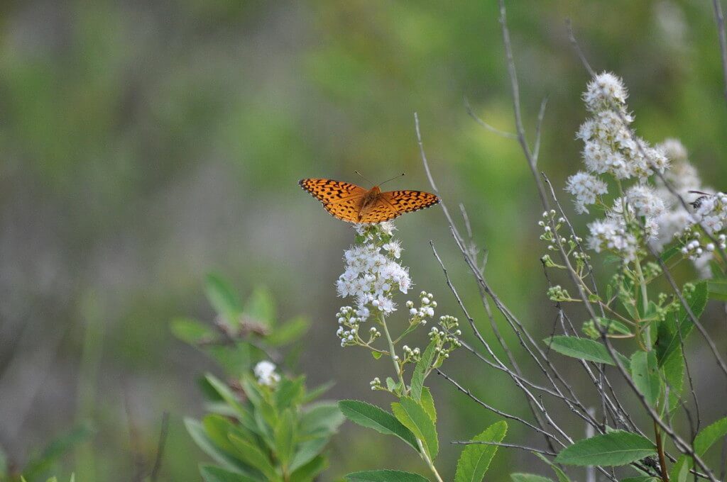 Atlantis fritillary butterfly sitting on the ground in Algonquin Park, Ontario, Canada