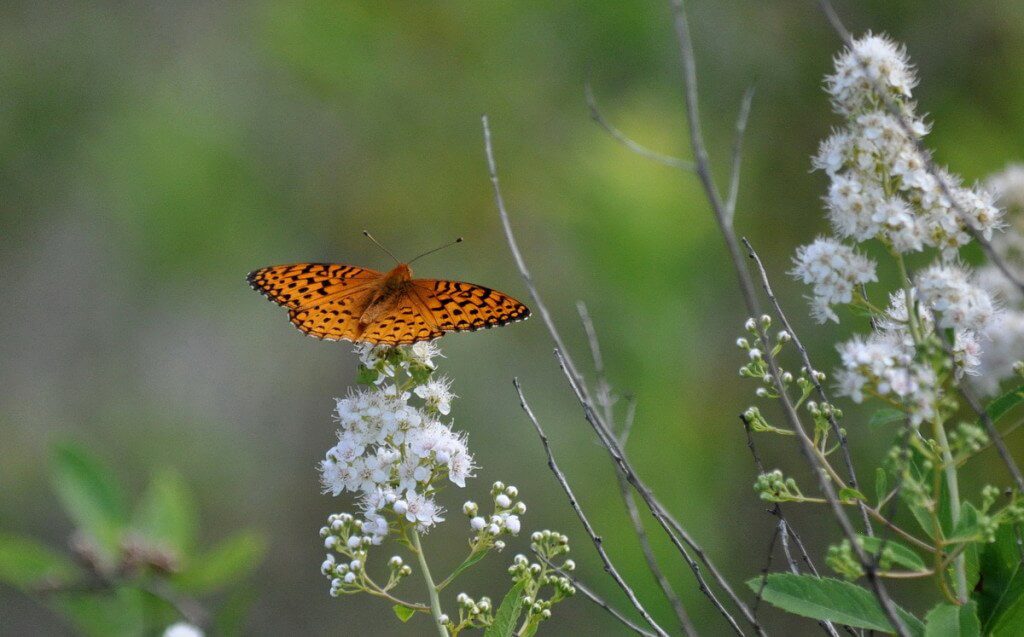 Atlantis fritillary butterfly sitting on a Meadowsweet plant in Algonquin Park, Ontario, Canada